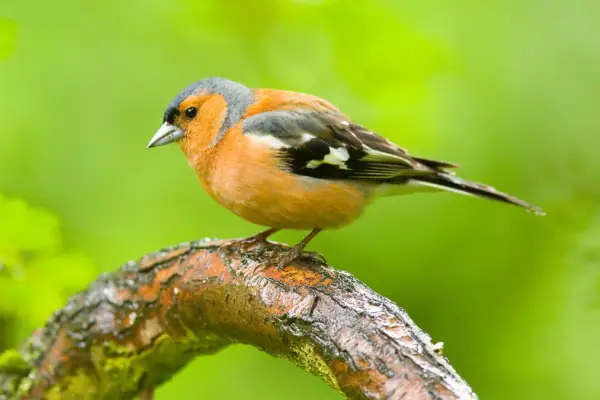 Male chaffinch on a branch. Getty Images
