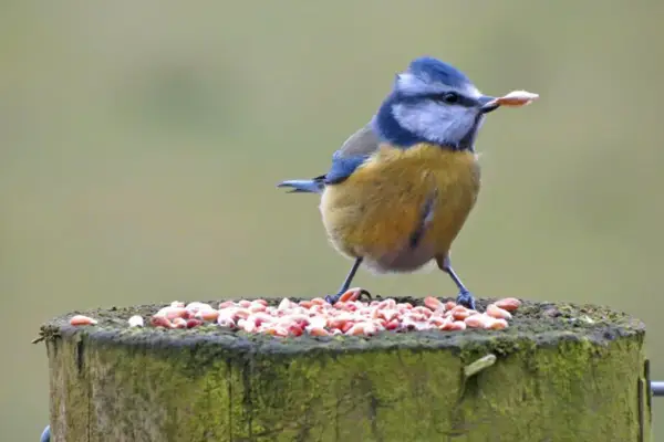 A blue tit eating bird seed. Photo: Linda Thompson