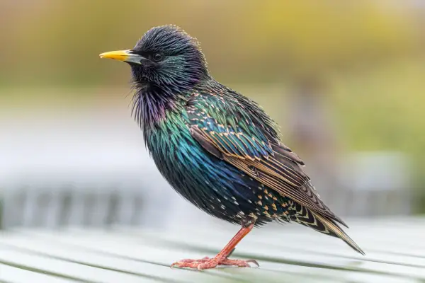Close-up of starling. Getty Images
