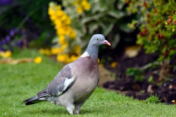 Woodpigeon on a lawn. Getty Images