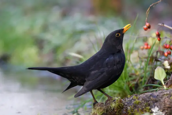 Male blackbird. Getty Images