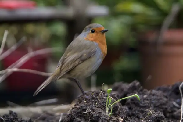 A robin perched on the ground. Tim Sandall