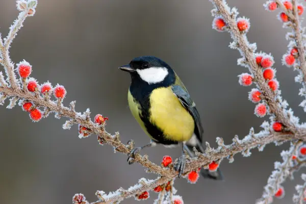 Great tit on berries in frost. Getty Images