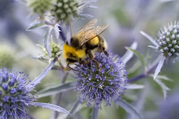 Best plants for bees