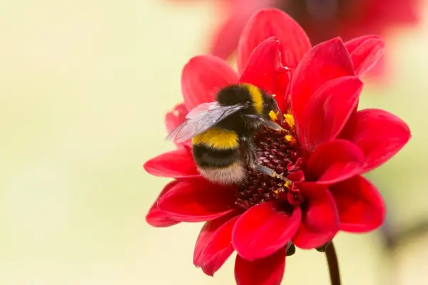 Buff-tailed bumblebee on 