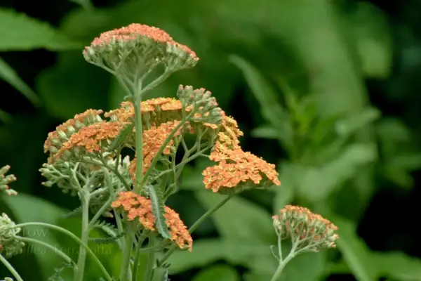 Monty Don planting a pollinator-friendly border