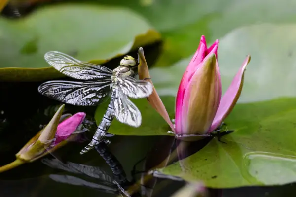 A dragonfly landing on an opening waterlily flower