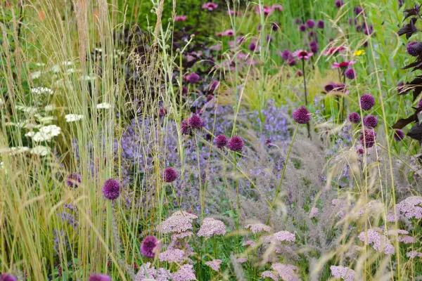 Six features of a wildlife garden