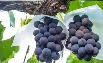 Kyoho hrozno na viniči