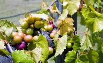 Muscadine hrozno zo Severnej Ameriky