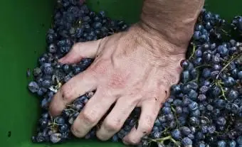 3 proste przepisy na domowe wino