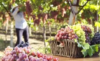 Diverse uve in un vigneto