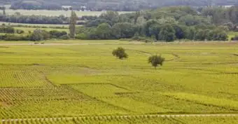 כרמי ביון; © ג'וליאנליוט | Dreamstime.com