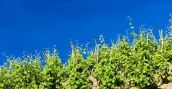 כרם גרנד קרו, קוט רוטי, רון-אלפ, צרפת; © ריצ'רד סמיק | Dreamstime.com