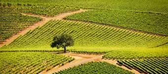 ソノマバレーのブドウ園