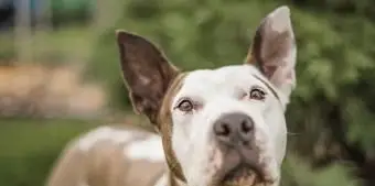 Pies Pit Bull z nadstawionymi uszami