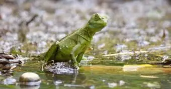 Lézard de basilic vert près de l'eau