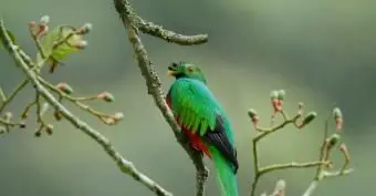 Oiseau Quetzal à crête sur branche