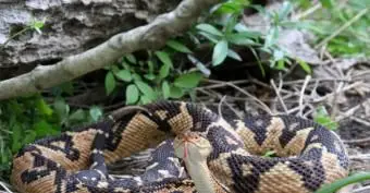 Serpent venimeux de Bushmaster sur le sol forestier