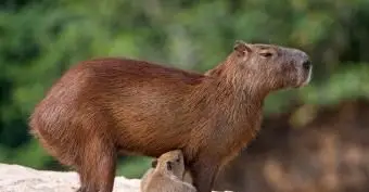 Bébé capybara avec sa mère au Brésil