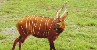 Animal bongo sur champ vert