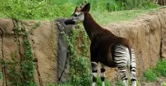 L'okapi se dresse sur la paroi rocheuse