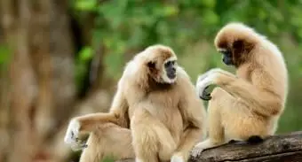 Gibbons aux mains blanches assis sur une branche