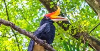 Calao rhinocéros assis dans l'arbre