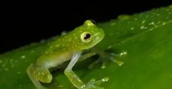 Liste des animaux de la jungle