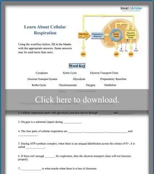 Dozviete sa viac o pracovnom liste bunkového dýchania