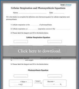 Rovnica bunkového dýchania