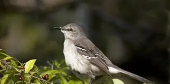 フロリダマネシツグミ