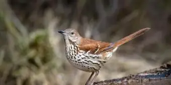 ジョージアブラウンスラッシャー