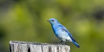 アイダホマウンテンブルーバード