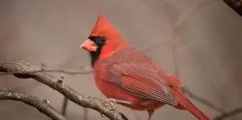 インディアナ北部枢機卿