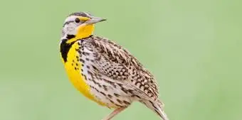 カンザスニシマキバドリ