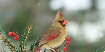 ケンタッキー北部枢機卿