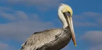 ルイジアナカッショクペリカン