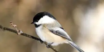 メイン州のアメリカコガラ