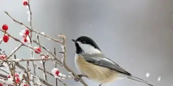 マサチューセッツチカディー