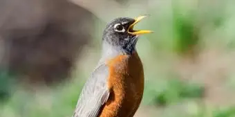 ミシガンアメリカンロビン