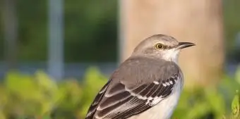 ミシシッピ州マネシツグミ