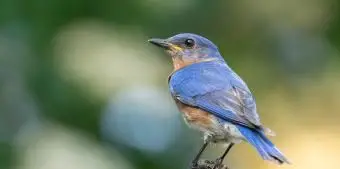 ミズーリ州ルリツグミ