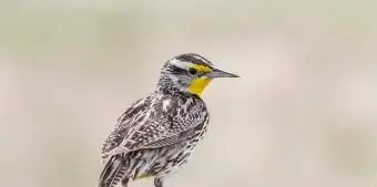 モンタナニシマキバドリ