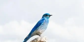 ネバダマウンテンブルーバード