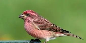 ニューハンプシャーパープルフィンチ