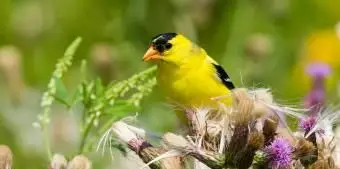 ニュージャージーイースタンゴールドフィンチ