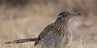 ニューメキシコ州オオミチバシリ