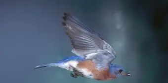 ニューヨークルリツグミ