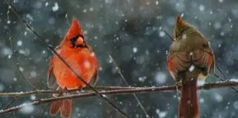 ノースカロライナ州北部枢機卿